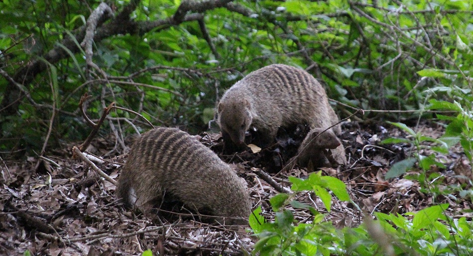 Zebramangusten im Soroi Mara Bush Camp