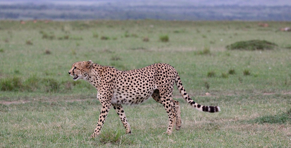 Neema, Gepard Weibchen