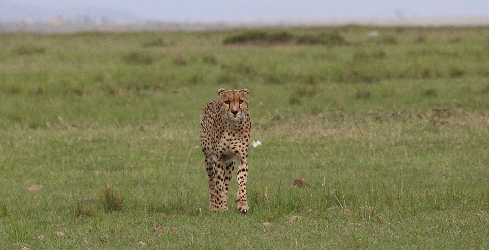 Neema, Gepard Weibchen