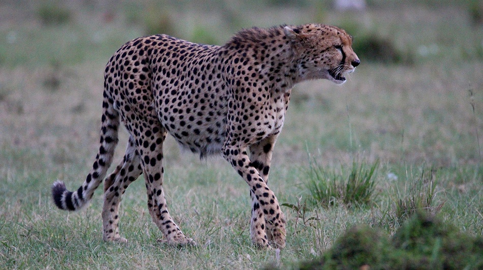 Neema, Gepard Weibchen