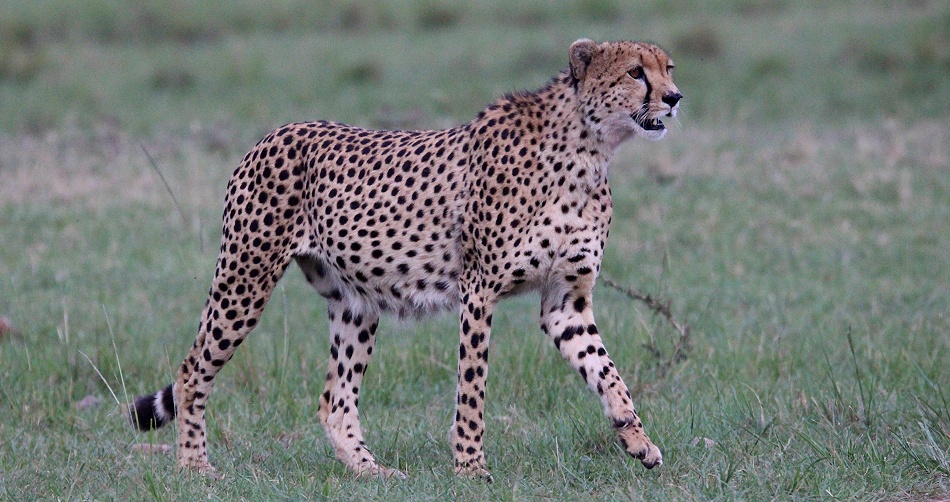 Neema, Gepard Weibchen