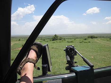 Cheetah, Gepard - Neema