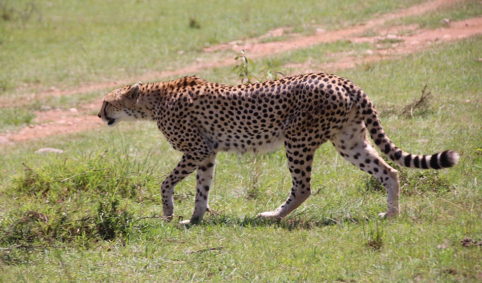 Cheetah, Gepard - Neema