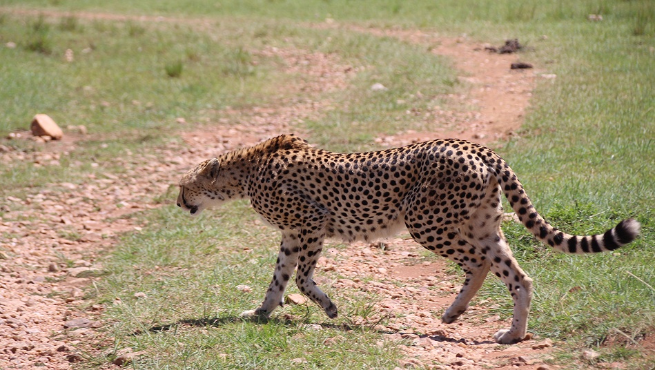 Cheetah, Gepard - Neema