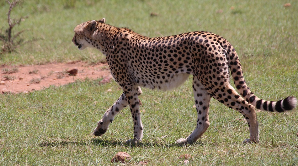Cheetah, Gepard - Neema