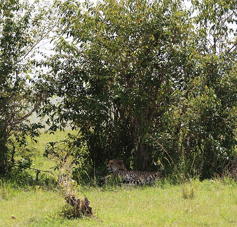 Gepardin Neema, Cheetah