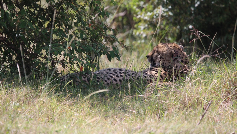 Olonyok, Gepard Masai Mara