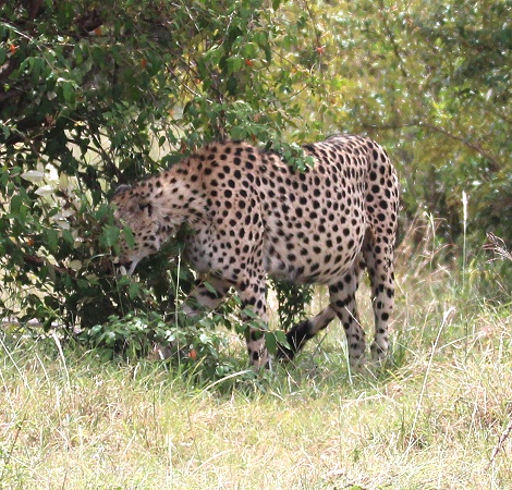 Olonyok, Gepard Masai Mara