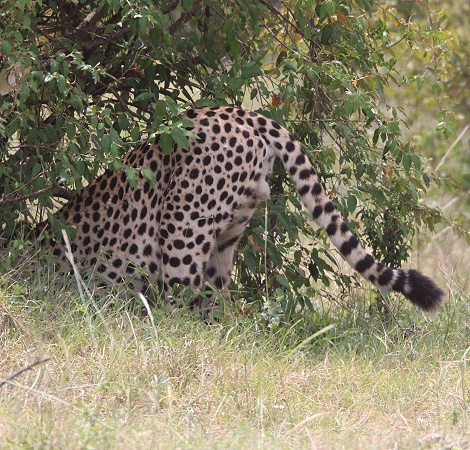 Olonyok, Gepard Masai Mara