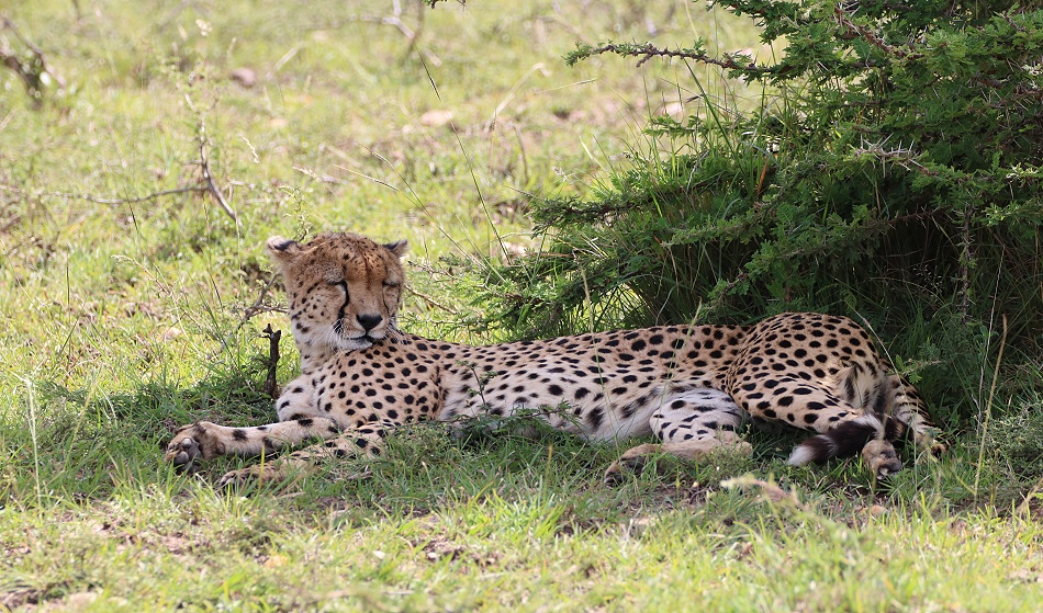 Ruka, Gepard, Masai Mara