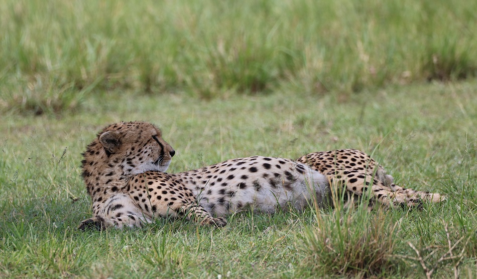 Gepard Ruka, Masai Mara