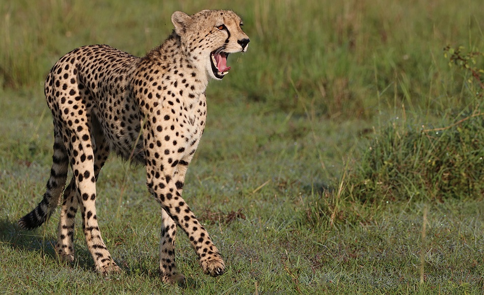 Gepard Ruka auf der Pirsch, Masai Mara