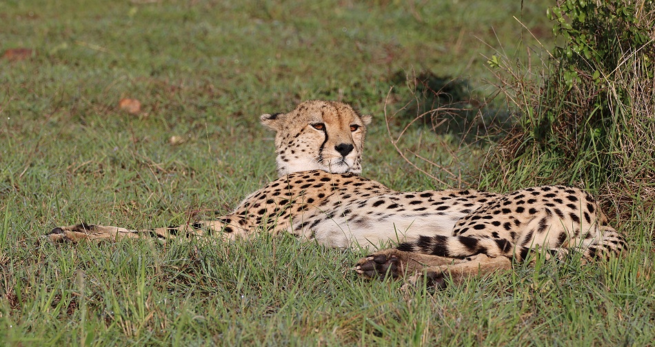 Gepard Ruka, Masai Mara