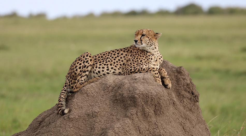 Gepard, Ruka