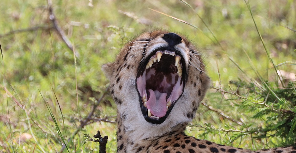 Ruka, Gepard, Masai Mara