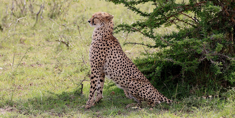 Ruka, Gepard, Masai Mara