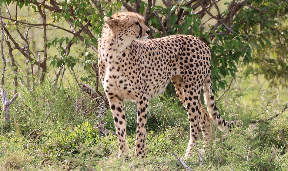 Ruka, Gepard, Masai Mara