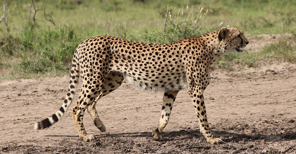 Ruka, Gepard, Masai Mara