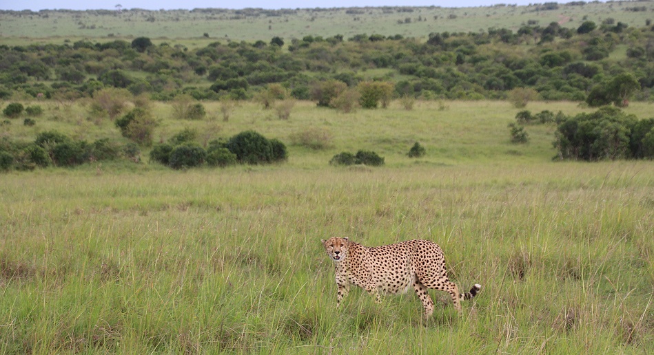 Gepard M&auml;nnchen, Ruka