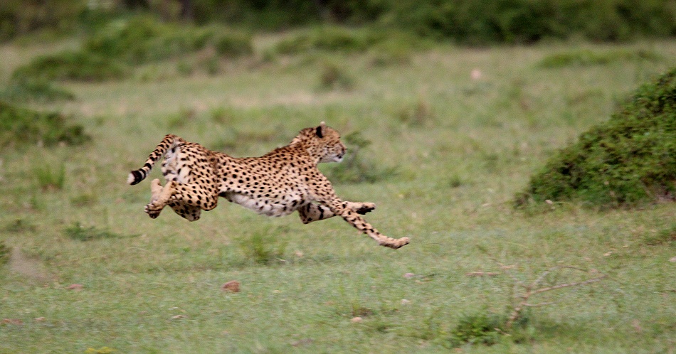Ruka, Gepard jagt und erbeutet junges Impala