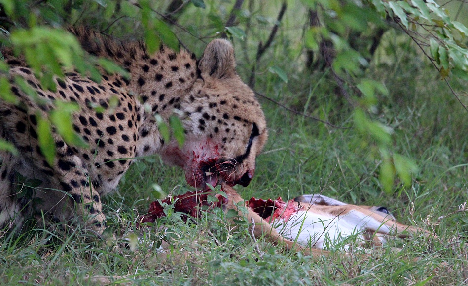 Ruka, Gepard jagt und erbeutet junges Impala