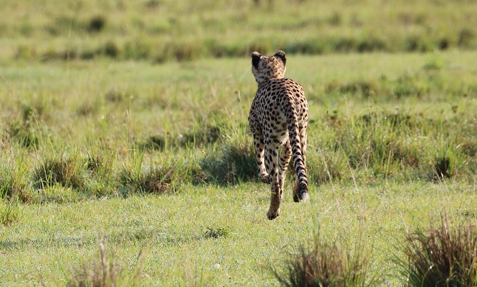 Gepard Ruka auf der Pirsch, Masai Mara