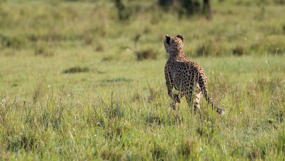 Gepard Ruka auf der Pirsch, Masai Mara