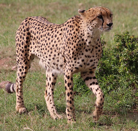 Ruka, Gepard jagt und erbeutet junges Impala