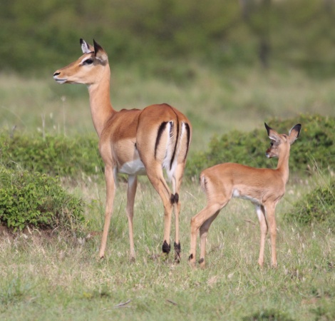 Ruka, Gepard jagt und erbeutet junges Impala