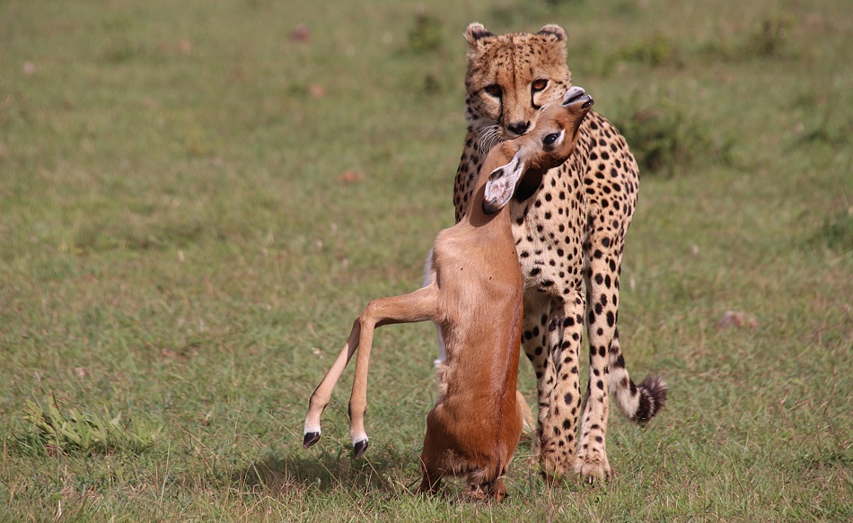 Ruka, Gepard jagt und erbeutet junges Impala