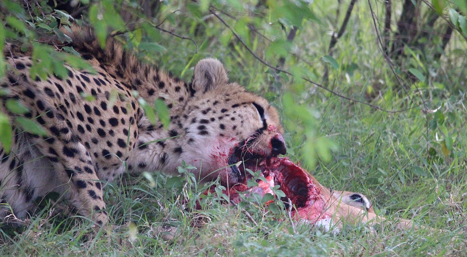 Ruka, Gepard jagt und erbeutet junges Impala