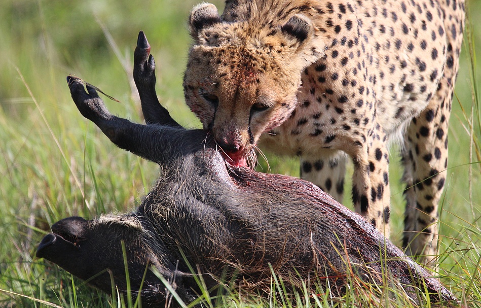 Gepard Ruka frisst Warzenschwein