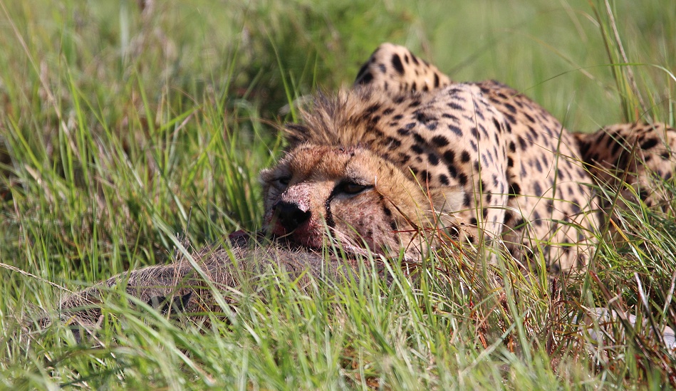 Gepard Ruka frisst Warzenschwein