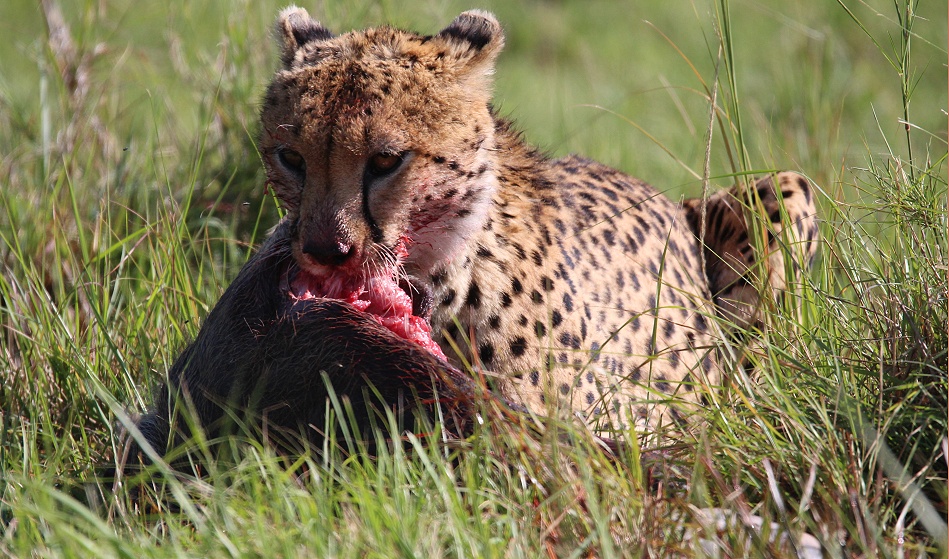 Gepard Ruka frisst Warzenschwein
