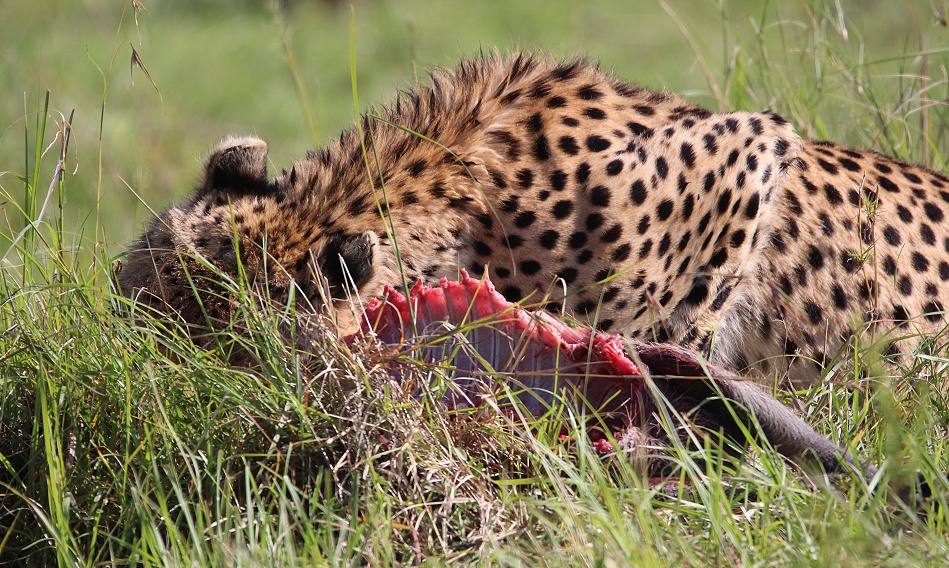 Gepard Ruka frisst Warzenschwein