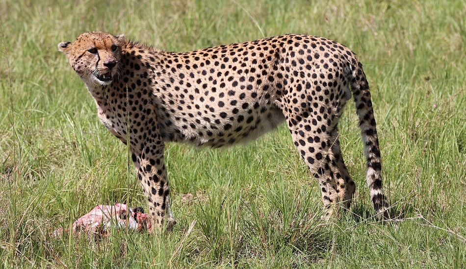 Gepard Ruka frisst Warzenschwein