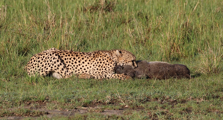 Gepard Ruka erbeutet Warzenschwein