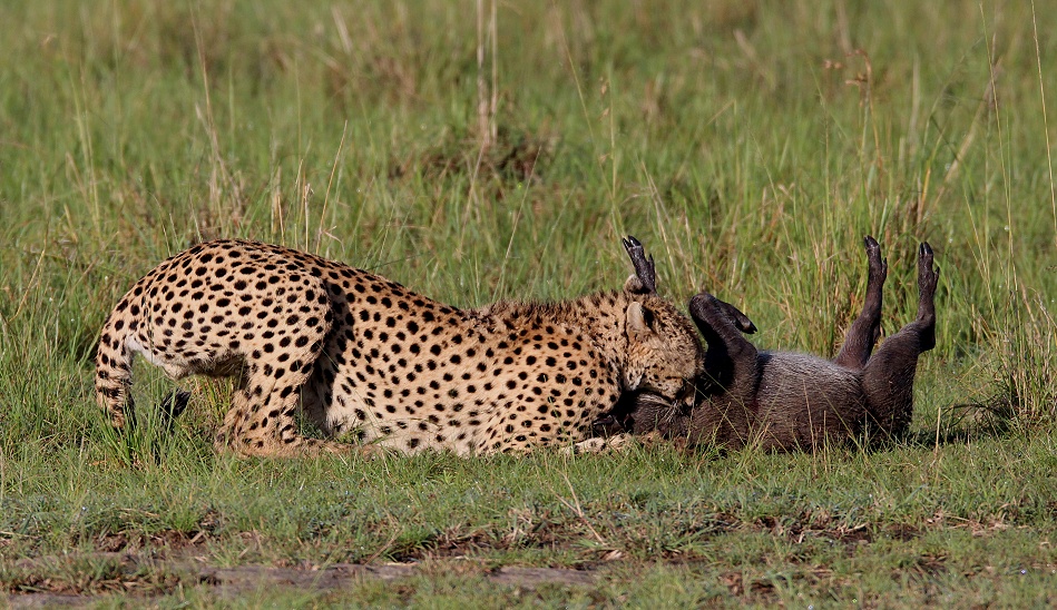 Gepard Ruka erbeutet Warzenschwein