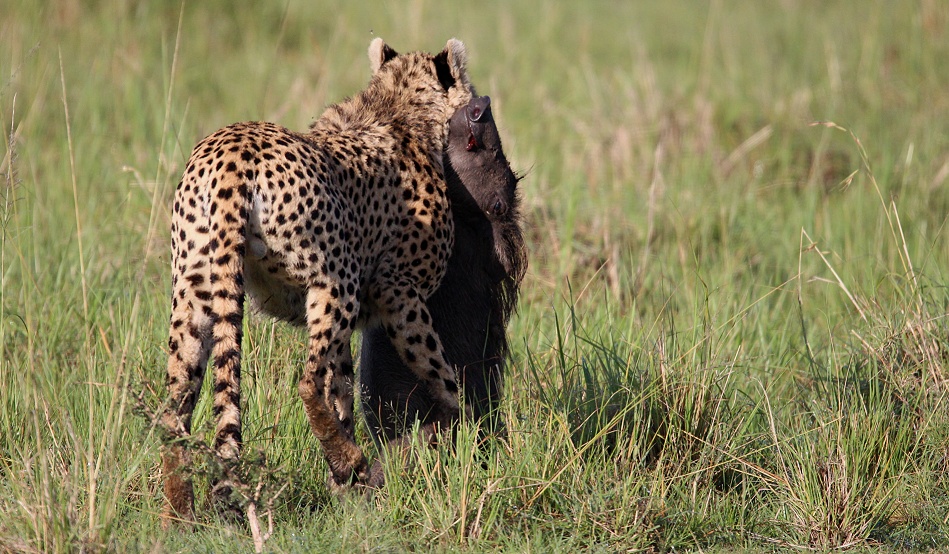 Gepard Ruka erbeutet Warzenschwein