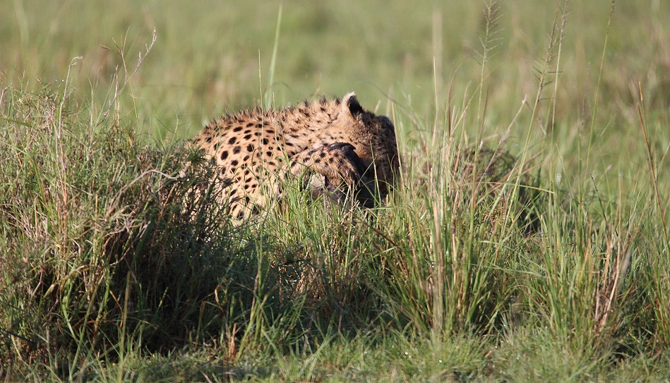 Gepard Ruka erbeutet Warzenschwein