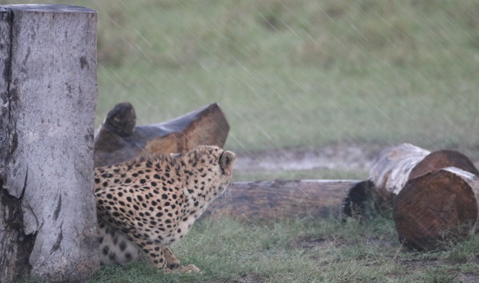 Gepard, Ruka im str&ouml;menden Regen in der Masai Mara