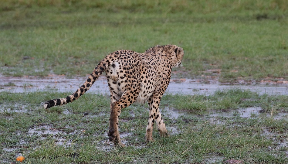 Gepard, Ruka im str&ouml;menden Regen in der Masai Mara