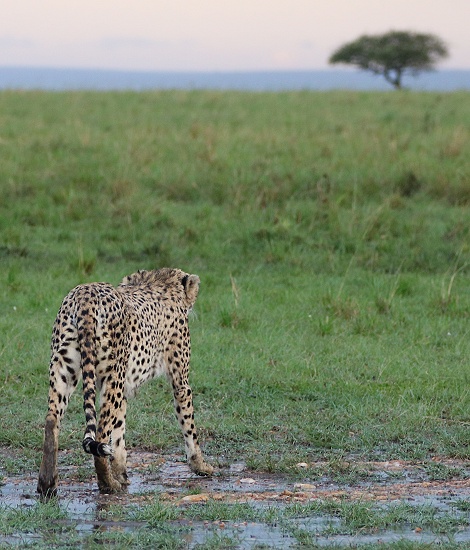 Gepard, Ruka im str&ouml;menden Regen in der Masai Mara