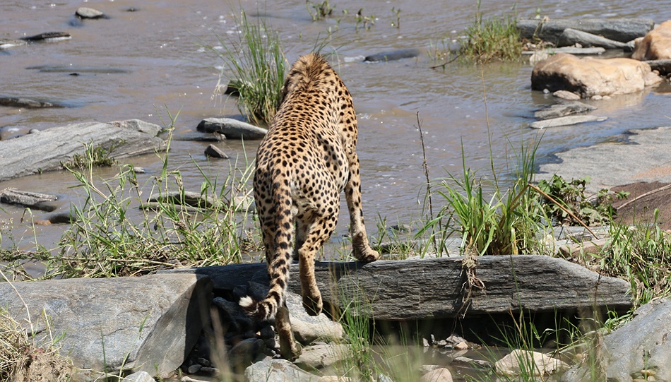 Gepard Ruka, Fluss&uuml;berquerung mit vollem Bauch