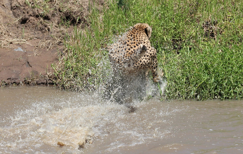 Gepard Ruka, Fluss&uuml;berquerung mit vollem Bauch