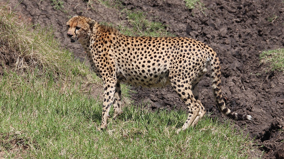 Gepard Ruka, Fluss&uuml;berquerung mit vollem Bauch