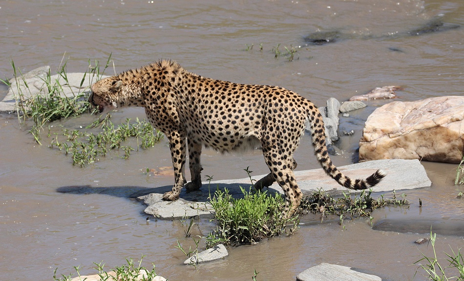 Gepard Ruka, Fluss&uuml;berquerung mit vollem Bauch