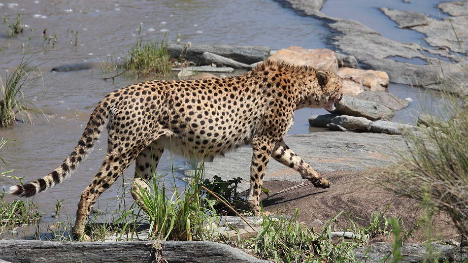 Gepard Ruka, Fluss&uuml;berquerung mit vollem Bauch