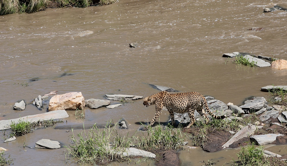 Gepard Ruka, Fluss&uuml;berquerung mit vollem Bauch