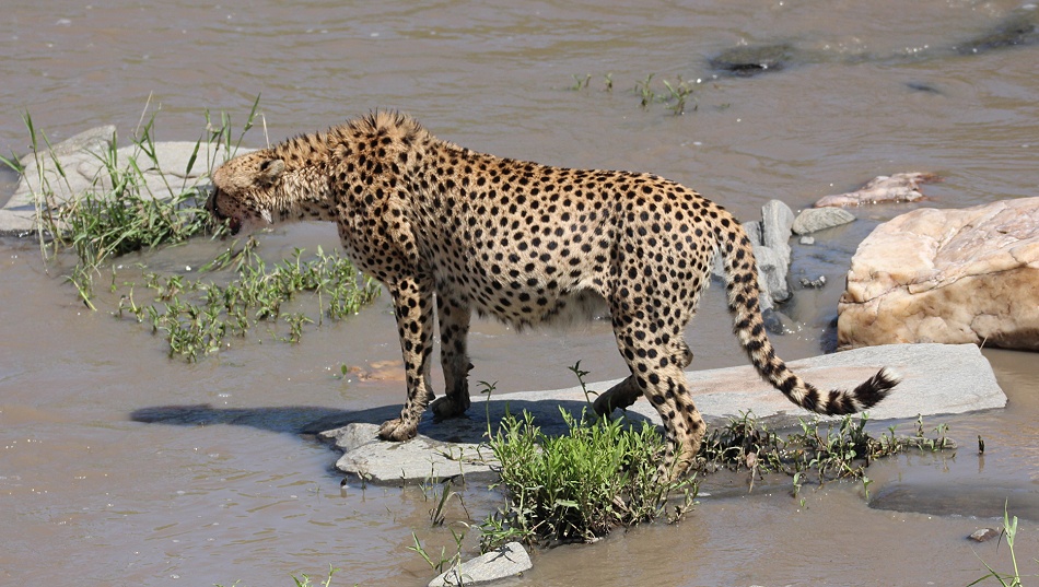 Gepard Ruka, Fluss&uuml;berquerung mit vollem Bauch